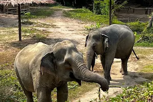 Hidden Forest Elephant Reserve - Sanctuary in Phuket image