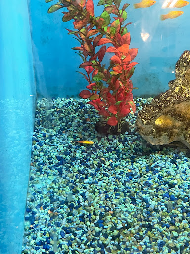 Pet Supply Store «PetSmart», reviews and photos, 3800 Belt Line Rd, Addison, TX 75001, USA