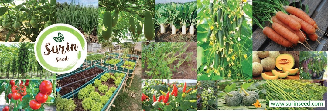 Surin Seed จำหน่ายเมล็ดพันธุ์เกษตร เมล็ดผักสวนครัว พืชพันธุ์ไม้ต่างๆ