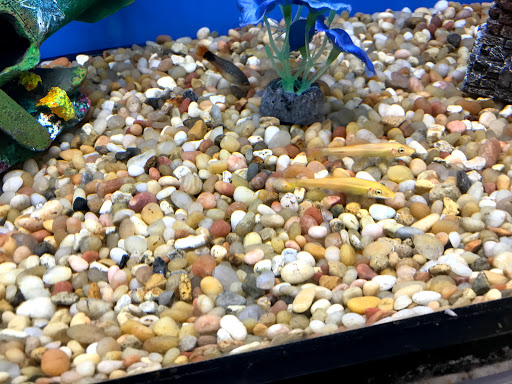 Pet Supply Store «Pet Supplies Plus», reviews and photos, 1661 Easton Rd #81, Warrington, PA 18976, USA