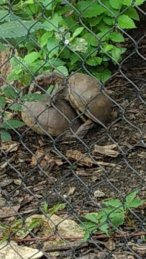 Zoo «Kansas Wildlife Exhibit», reviews and photos, 600-630 Nims N, Wichita, KS 67203, USA