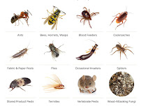 All Green Pest Control and Lawn Care