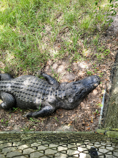 Tourist Attraction «Reptile World Serpentarium», reviews and photos, 5705 E Irlo Bronson Memorial Hwy, St Cloud, FL 34771, USA