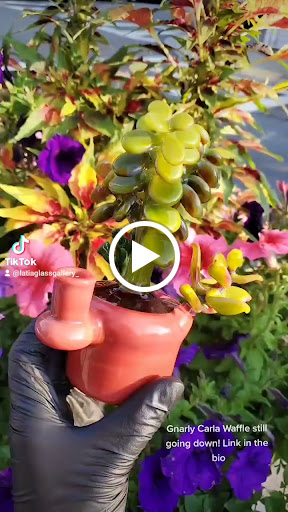 Tobacco Shop «La Tia Smoke Shop», reviews and photos, 154 Maverick St, East Boston, MA 02128, USA