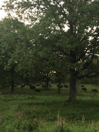 Nature Preserve «Elk and Bison Prairie», reviews and photos, Elk & Bison Prairie Rd, Golden Pond, KY 42211, USA