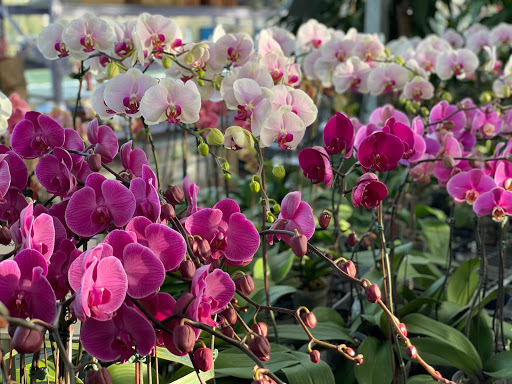 Garden Center «Blooms at Belle Mead», reviews and photos, 1980 US-206, Belle Mead, NJ 08502, USA