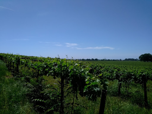 Produce Market «Clements Ridge Produce», reviews and photos, 23225 CA-88, Clements, CA 95227, USA