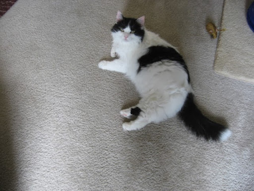 Pet Supply Store «Pet Supplies Plus», reviews and photos, 1377 N 21st St, Newark, OH 43055, USA