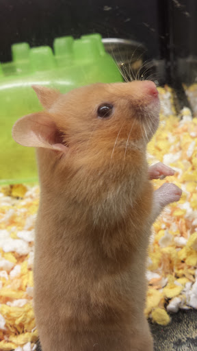 Pet Supply Store «PetSmart», reviews and photos, 4180 US-1, Monmouth Junction, NJ 08852, USA