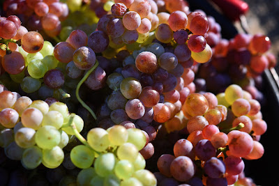 DOMAINE DU COMTE CHRISTOPHE DE COURTEN à Châteauneuf-du-Pape