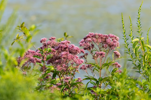 Nature Preserve «Lakewood Forest Preserve», reviews and photos, 27277 N Forest Preserve Rd, Wauconda, IL 60084, USA