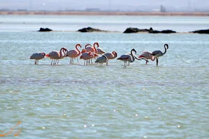 Meighan Wetland image