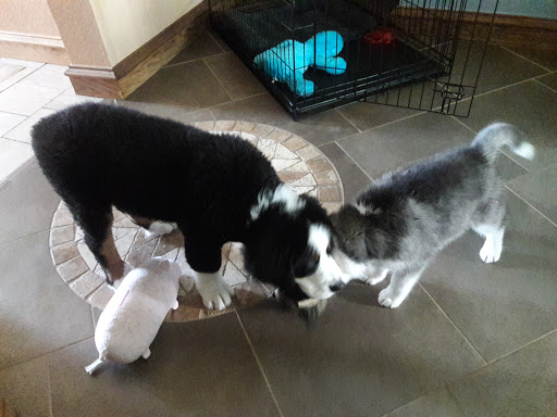 Pet Supply Store «Pet Supplies Plus», reviews and photos, 4100 Legacy Dr Suite 402, Plano, TX 75024, USA