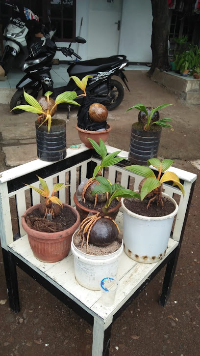 Rumah bonsai tunas kelapa