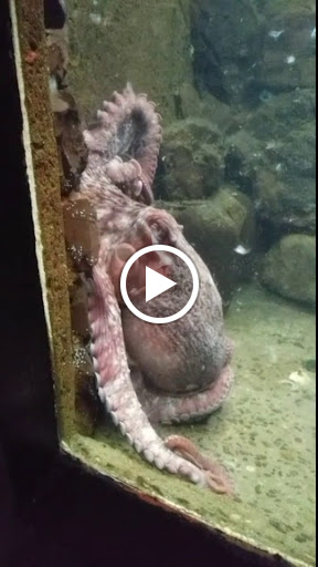 Aquarium «Seaside Aquarium», reviews and photos, 200 N Prom, Seaside, OR 97138, USA