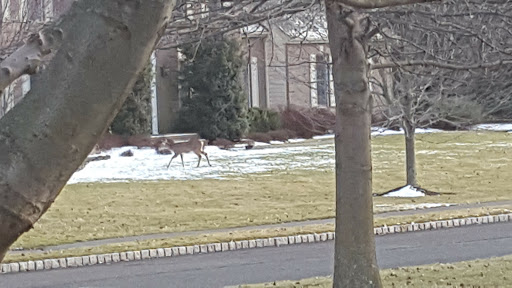 Golf Club «Stanton Ridge Golf & Country Club», reviews and photos, 25 Club House Dr, Whitehouse Station, NJ 08889, USA