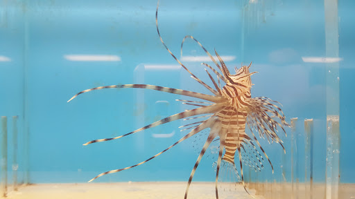 Pet Store «Foothill Aquatic & Pets», reviews and photos, 2349 Foothill Blvd, La Verne, CA 91750, USA