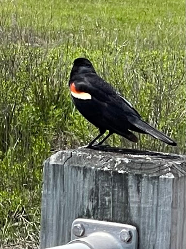 State Park «Silver Sands State Park», reviews and photos, 1 Silver Sands Park Way, Milford, CT 06460, USA