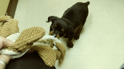 Pet Store «Petland», reviews and photos, 920 Hebron Rd, Heath, OH 43056, USA