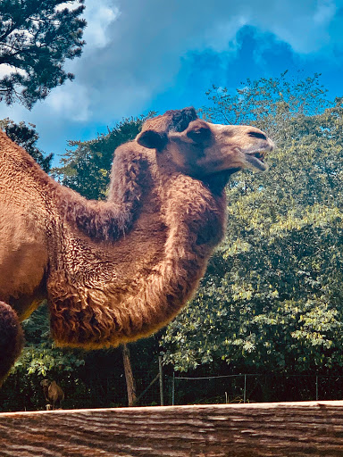 Zoo «Chestatee Wildlife Preserve & Zoo», reviews and photos, 469 Old Dahlonega Hwy, Dahlonega, GA 30533, USA