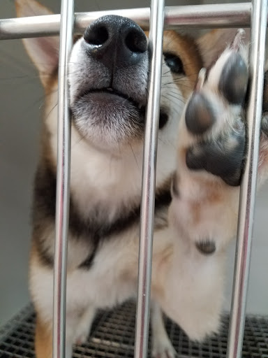 Pet Store «Petland», reviews and photos, 5470 Dixie Hwy, Fairfield, OH 45014, USA