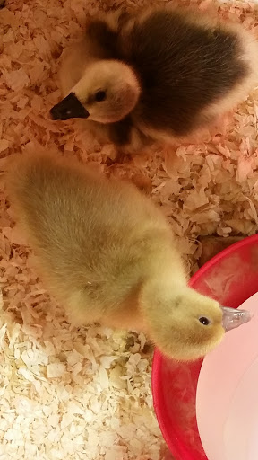 Animal Feed Store «Wilco Farm Store», reviews and photos, 815 W Main St, Battle Ground, WA 98604, USA