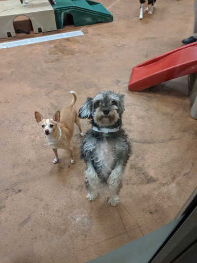 Pet Supply Store «PetSmart», reviews and photos, 3500 S Glenstone Ave, Springfield, MO 65804, USA