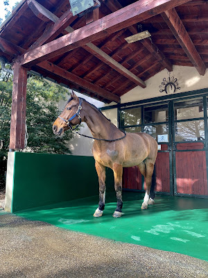 La Clinique du Cheval, Centre Hospitalier Vetérinaire Equin à Grenade