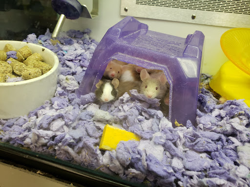 Pet Supply Store «Petco Animal Supplies», reviews and photos, 801 W Lake Ave, Peoria, IL 61614, USA