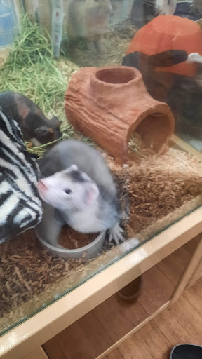 Pet Supply Store «Pet Supermarket», reviews and photos, 1800 W 68th St #140, Hialeah, FL 33014, USA