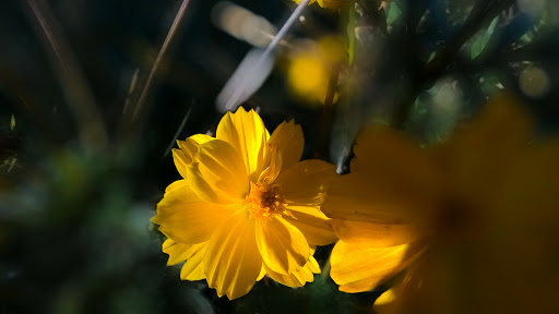 Park «Carl Schurz Park», reviews and photos, East 86th Street & East End Ave, New York, NY 10028, USA