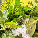 Photo n°12 de l'avis de Bagyo.i fait le 27/12/2023 à 13:47 sur le  IOV Cubano Sandwich & Burger à Sankt Ingbert