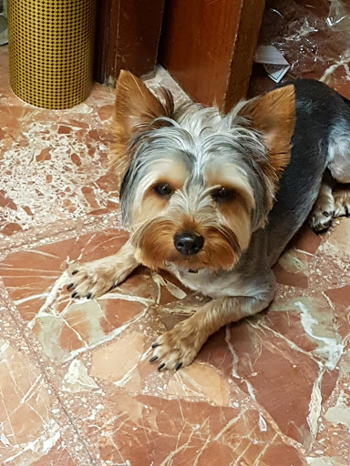 Guadalquivet Clínica Veterinaria en Villa del Río