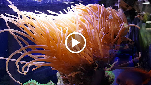 Tropical Fish Store «Elite Reef», reviews and photos, 8410 Wadsworth Blvd F, Arvada, CO 80003, USA