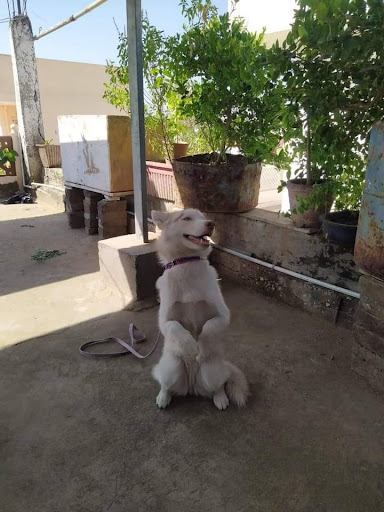 Jaipur dog training and hostel