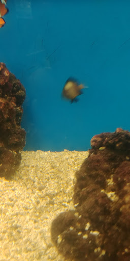 Pet Supply Store «Petco Animal Supplies», reviews and photos, 8775 SW Tualatin-Sherwood Rd, Tualatin, OR 97062, USA