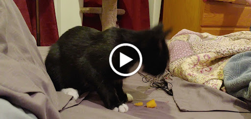 Pet Store «Pet Stop», reviews and photos, 15206 Woods Creek Rd, Monroe, WA 98272, USA