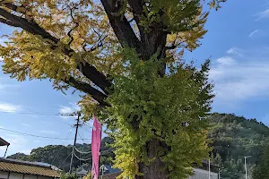 Ginkgo Tree of Arita image