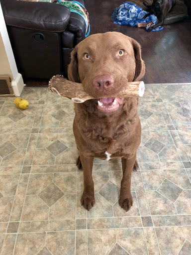 Pet Supply Store «WNT Pet Supplies | Wag-N-Train LLC», reviews and photos, 301 Thomson Park Dr, Cranberry Twp, PA 16066, USA