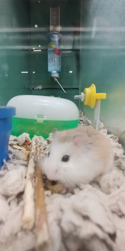 Pet Supply Store «Pet Supplies Plus», reviews and photos, 175 Memorial Ave, West Springfield, MA 01089, USA