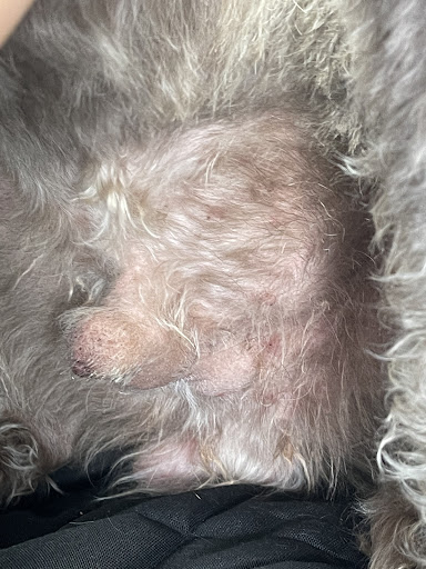 Pet Supply Store «EarthWise Pet», reviews and photos, 4880 Lower Roswell Rd #10, Marietta, GA 30068, USA