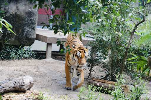 Zoo «Houston Zoo», reviews and photos, 6200 Hermann Park Dr, Houston, TX 77030, USA