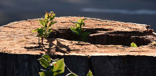 Funeral Home «Mills & Mills Funeral Home», reviews and photos, 5725 Littlerock Rd SW, Tumwater, WA 98512, USA