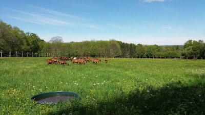 Chèvrerie de la Peytavigne à Champsac