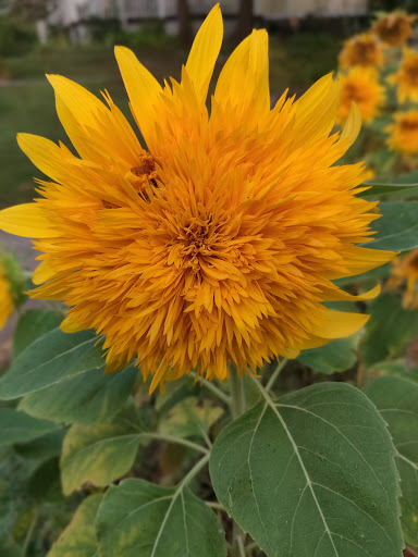 Market «Westville Quality Market», reviews and photos, 243 Alden Ave, New Haven, CT 06515, USA