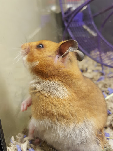 Pet Supply Store «PetSmart», reviews and photos, 131 Highlands Blvd Dr, Manchester, MO 63011, USA