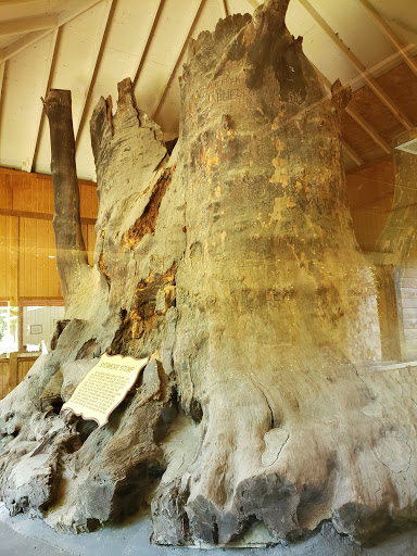 Tourist Attraction «Sycamore Stump», reviews and photos, 1402 Defenbaugh St, Kokomo, IN 46902, USA