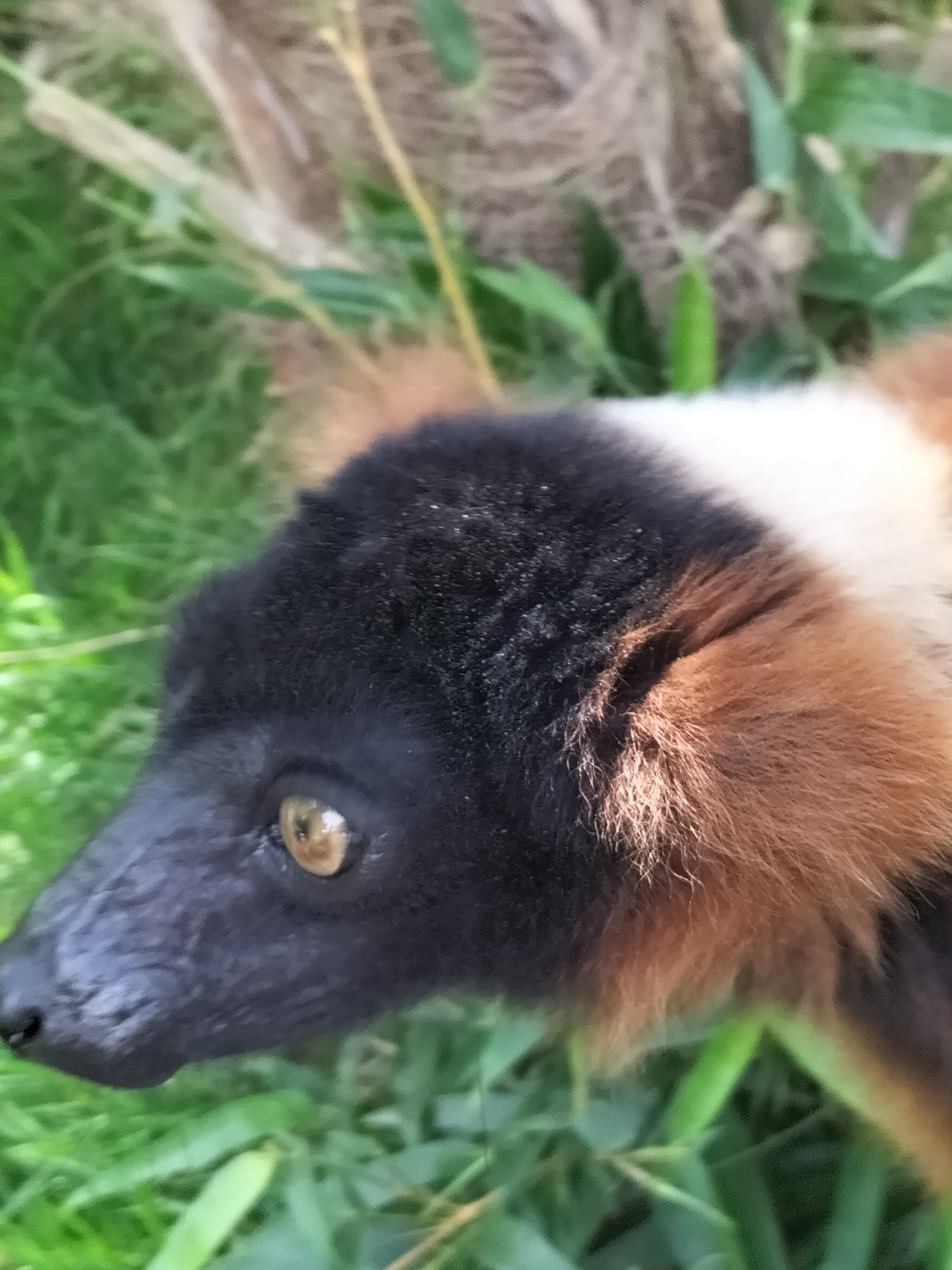 Photo n° 3 de l'avis de Alaska. fait le 26/08/2023 à 16:58