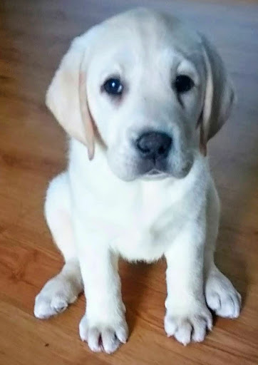 Centro Veterinario La Vega en Alcobendas