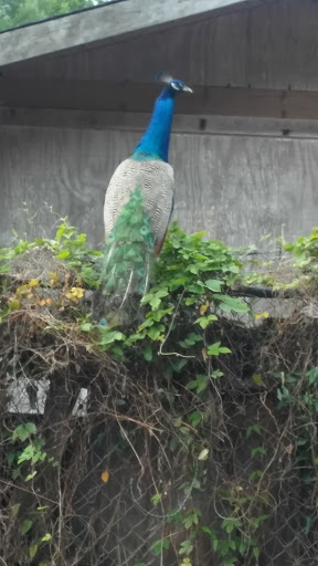 Auto Body Shop «Town & Country Automotive Inc», reviews and photos, 5110 George Rd, Tampa, FL 33634, USA